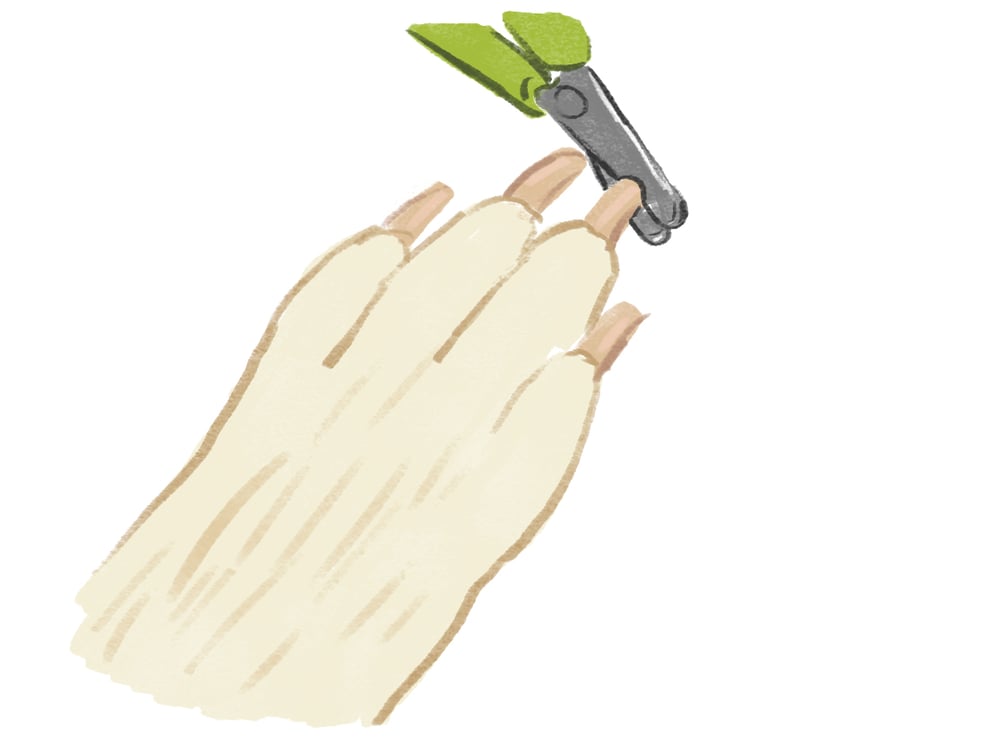 The Best DIY Dog Grooming Tips to Follow